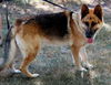 Bruno(CL)