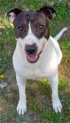 adoptable Dog in cabool, MO named Keelo