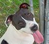 adoptable Dog in cabool, MO named Keeno