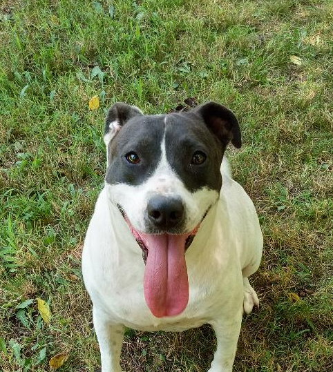 KEENO - Hound available for adoption
