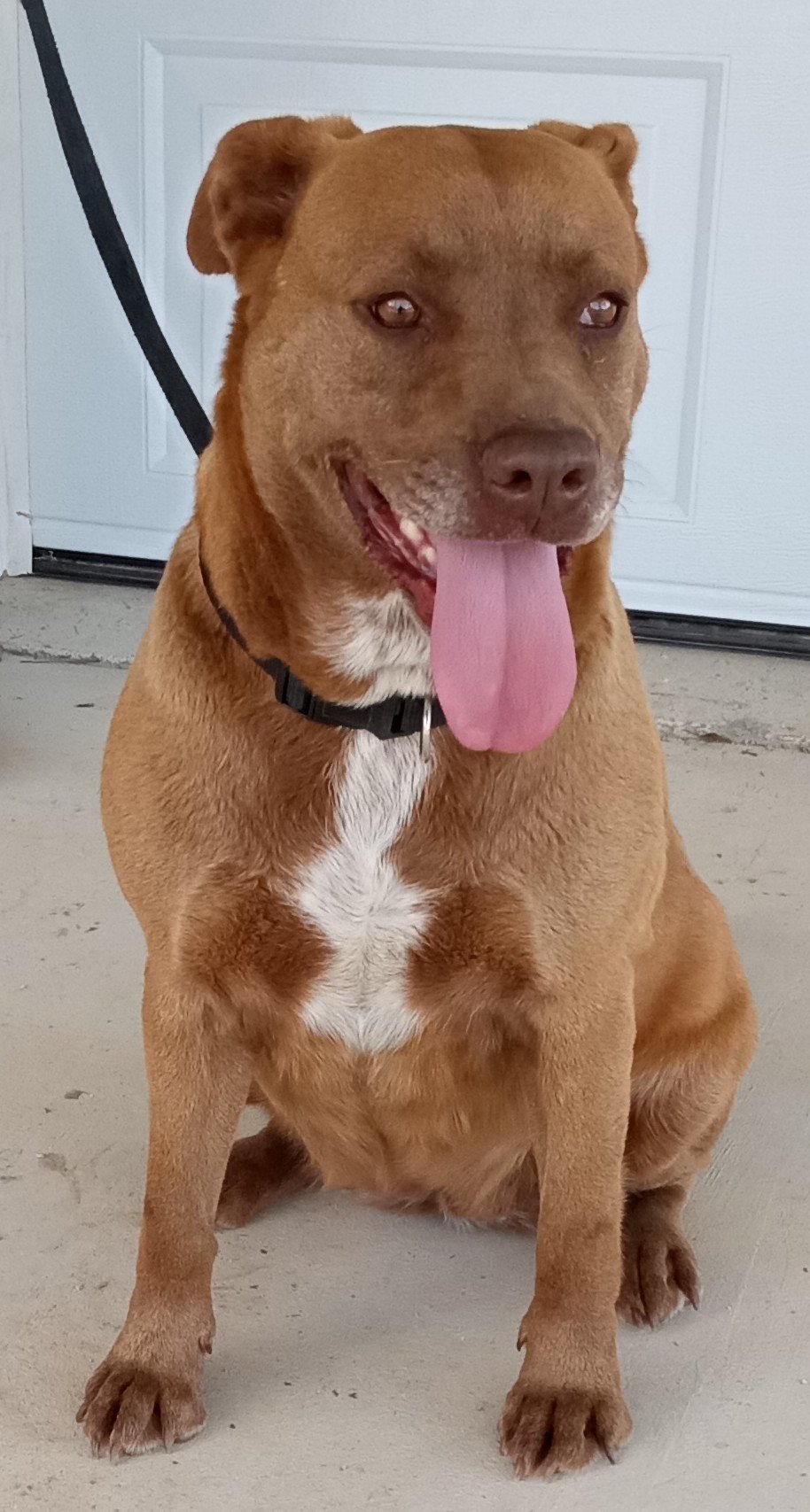 adoptable Dog in Cabool, MO named Nova