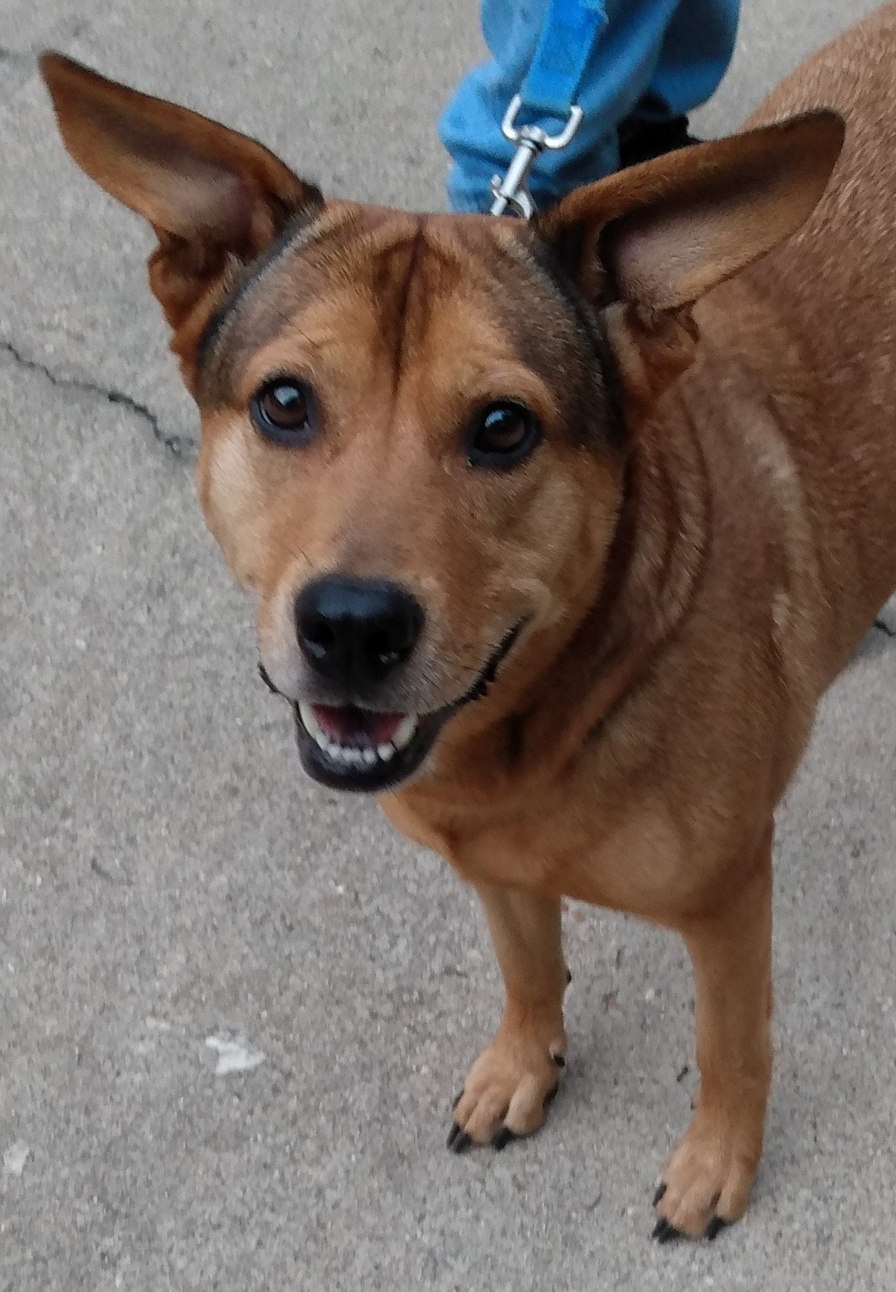 adoptable Dog in Cabool, MO named Alta