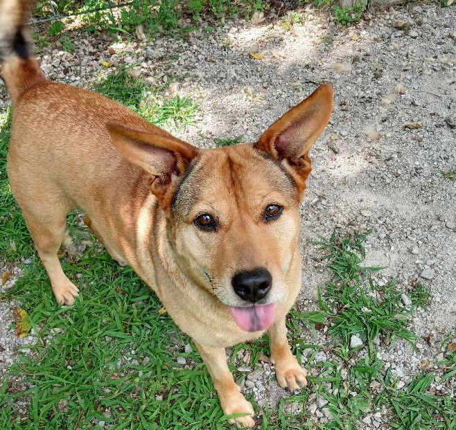 adoptable Dog in Cabool, MO named Alta