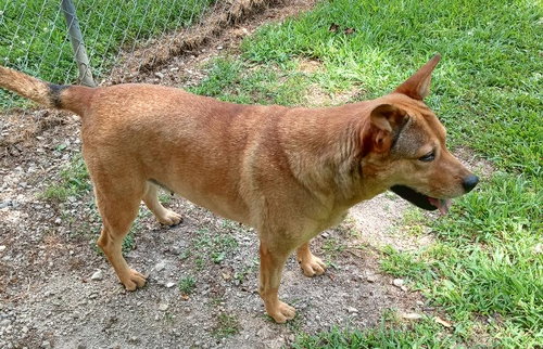 ALTA - Cattle Dog available for adoption