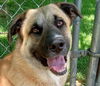 adoptable Dog in cabool, MO named Rover