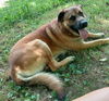 adoptable Dog in cabool, MO named Ranger