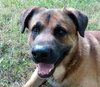 Ranger - Photo 2