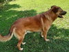 Ranger - Photo 3
