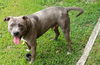adoptable Dog in  named Remington