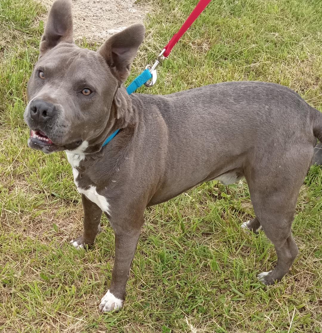 adoptable Dog in Cabool, MO named Ronin