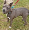 adoptable Dog in cabool, MO named Ronin