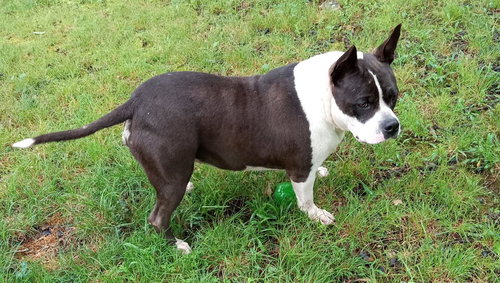HALO AND RICO - Boston Terrier / English Bulldog available for adoption