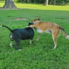 Halo and Rico - Photo 3
