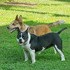 Halo and Rico - Photo 4