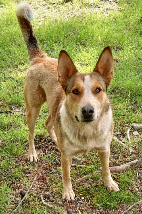 RICO AND HALO - Red Heeler available for adoption