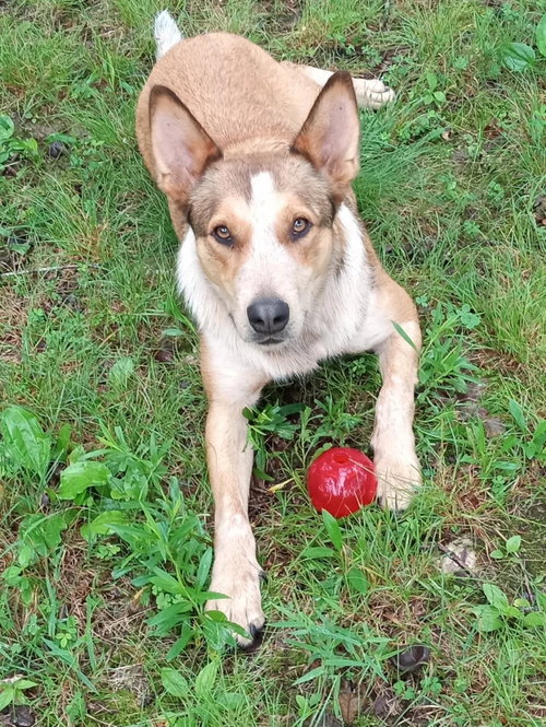 RICO AND HALO - Red Heeler available for adoption