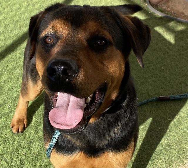 adoptable Dog in Phoenix, AZ named CASINO