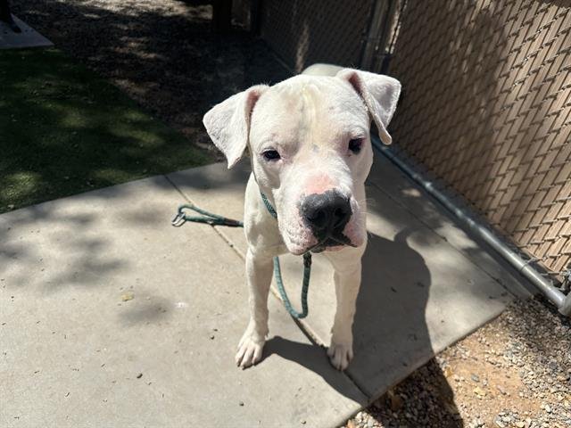 adoptable Dog in Phoenix, AZ named JOAQUIN