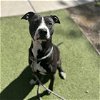 adoptable Dog in , AZ named KELLY RIPPA