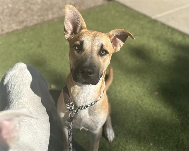 adoptable Dog in Phoenix, AZ named ELSA