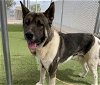 adoptable Dog in , AZ named FERN