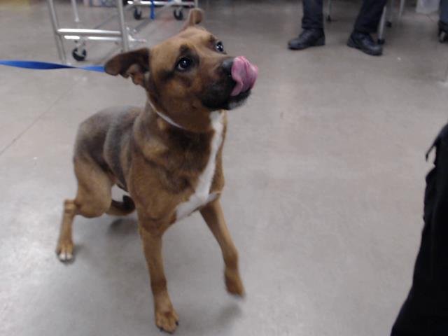 adoptable Dog in Phoenix, AZ named FROTO