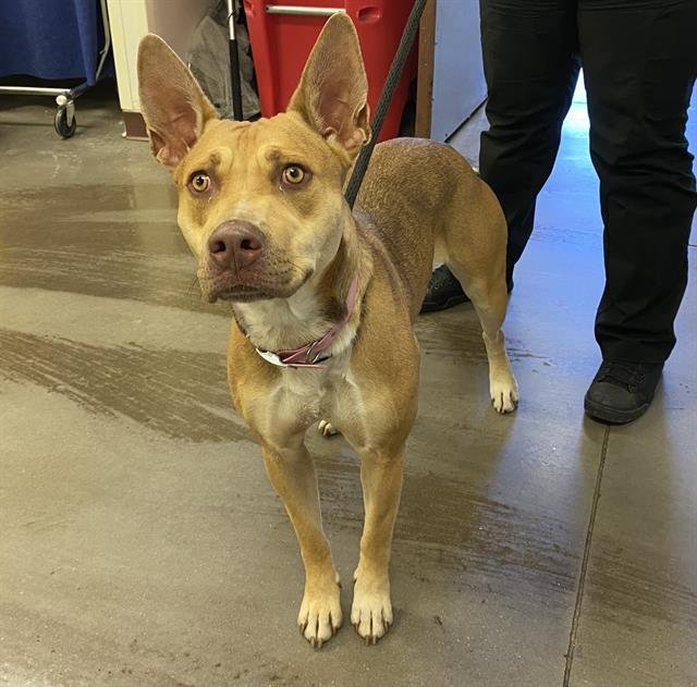 adoptable Dog in Phoenix, AZ named JELLY