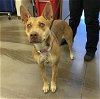 adoptable Dog in  named JELLY