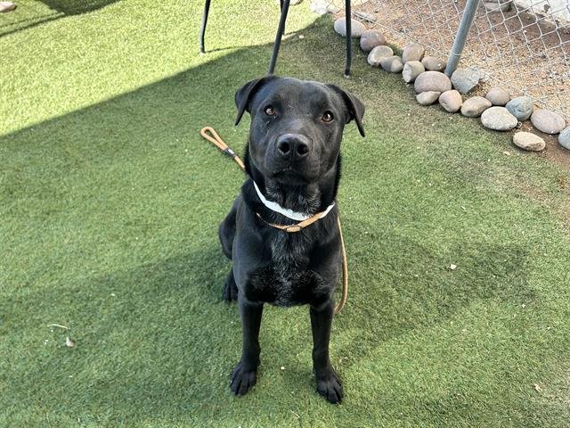 adoptable Dog in Phoenix, AZ named HUNNY