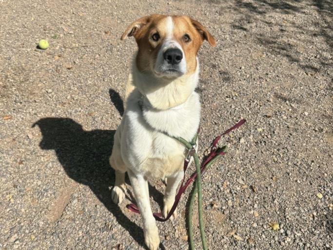 adoptable Dog in Phoenix, AZ named CASE