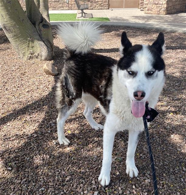 adoptable Dog in Phoenix, AZ named DARLING