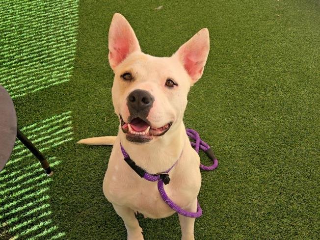adoptable Dog in Phoenix, AZ named GIRL FIERI
