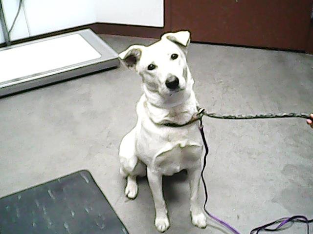 adoptable Dog in Phoenix, AZ named KELLI