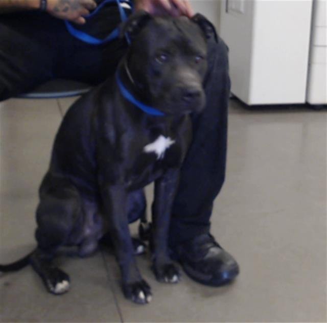 adoptable Dog in Phoenix, AZ named JET
