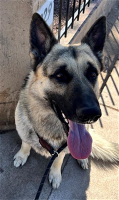adoptable Dog in Phoenix, AZ named HOBBS