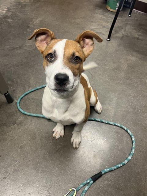 adoptable Dog in Phoenix, AZ named JASMINE