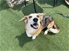 adoptable Dog in , AZ named GREG