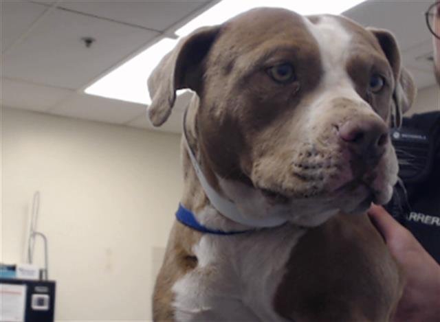 adoptable Dog in Phoenix, AZ named GRAHM