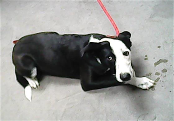 adoptable Dog in Phoenix, AZ named PUPPY
