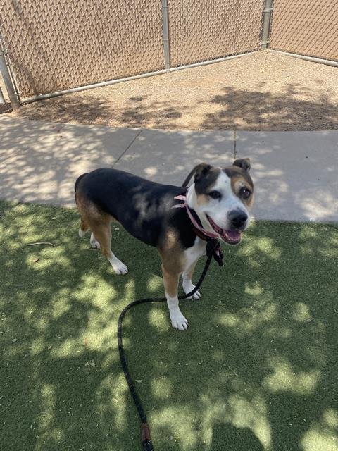 adoptable Dog in Phoenix, AZ named FUSCA