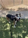 adoptable Dog in , AZ named FUSCA