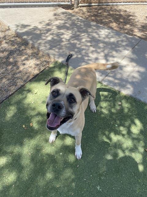 adoptable Dog in Phoenix, AZ named SOPHIE