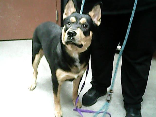 adoptable Dog in Phoenix, AZ named HUDSON
