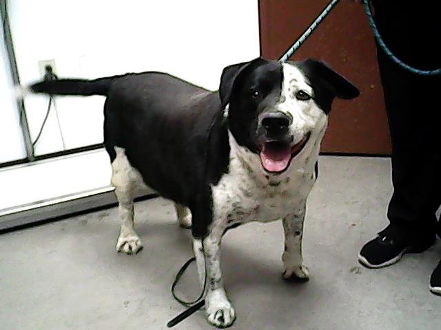 adoptable Dog in Phoenix, AZ named GUS BUS