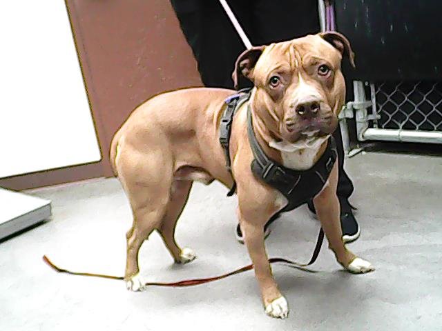 adoptable Dog in Phoenix, AZ named HERSHEY