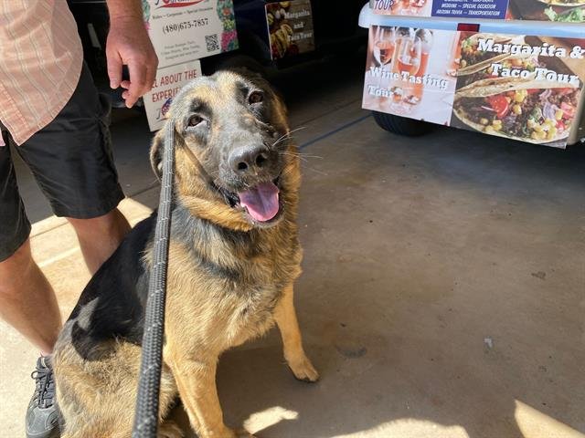 adoptable Dog in Phoenix, AZ named TERRENCE