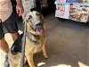 adoptable Dog in phoenix, AZ named TERRENCE