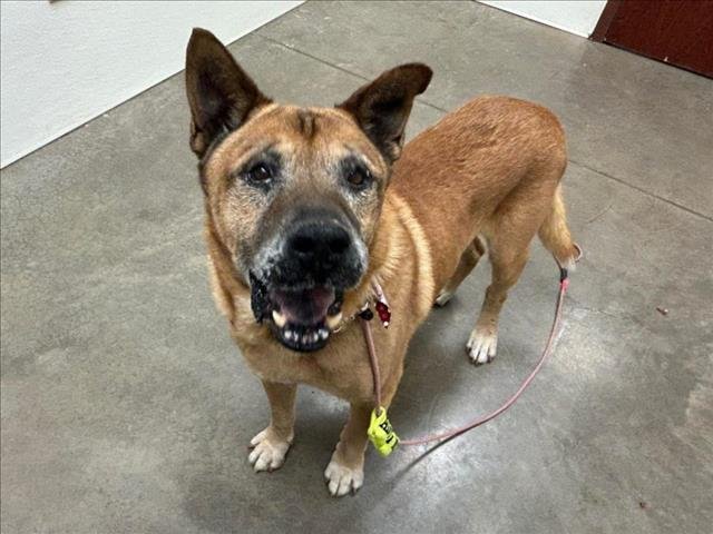 adoptable Dog in Phoenix, AZ named HOSS