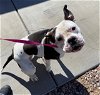 adoptable Dog in phoenix, AZ named TOFFEE