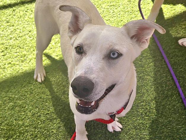 adoptable Dog in Phoenix, AZ named DONNA